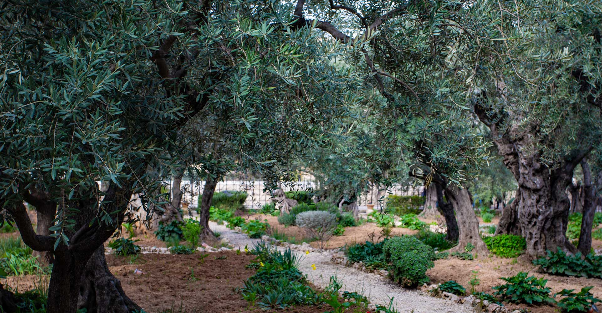 Gethsemane Israel Bible Tour