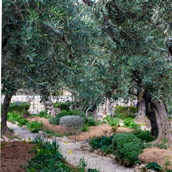 Gethsemane Tour Israel Bible Tour